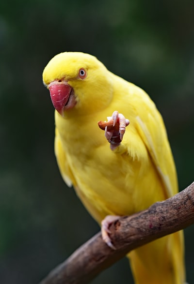 树弦上的黄鹦鹉